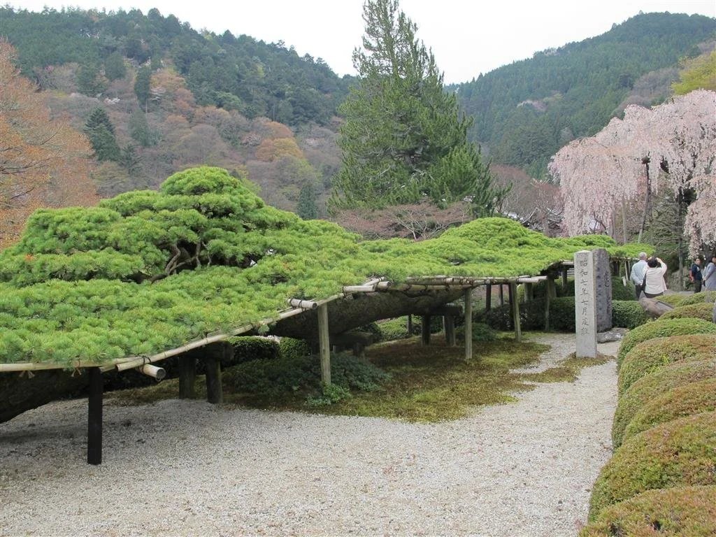 ☸️ 종자 절(다네마지) 이미지 7